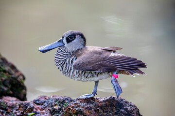 The Pink-eared Duck (Malacorhynchus membranaceus) is a small, unique duck species native to...