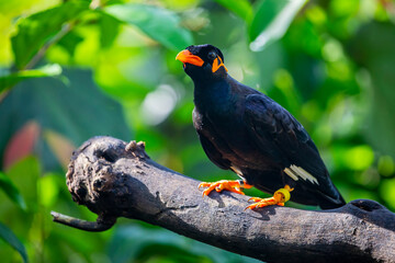 The common hill myna (Gracula religiosa) is a member of the starling family.  The popular cage...