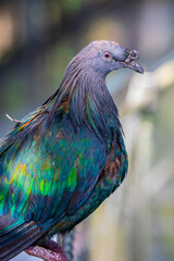 The closeup image of Nicobar pigeon, a pigeon found on small islands and in coastal regions from the Andaman and Nicobar Islands, India, east through the Malay Archipelago, to the Solomons and Palau. 