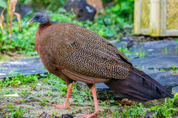 Fototapeta premium A female great argus (Argusianus argus), which is a species of pheasant from Southeast Asia. A brown-plumaged pheasant with a blue head and neck, rufous red upper breast, black hair-like feathers.