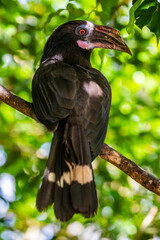 The female Luzon hornbill (Penelopides manillae), it is a species of hornbill in the family Bucerotidae. It is endemic to forests on Luzon and nearby islands in the northern Philippines.