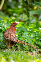 Obraz premium The Copper Pheasant (Syrmaticus soemmerringii) is a strikingly beautiful bird native to the forests of Japan. Males are known for their long, elegant tails and copper-colored plumage