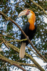The Male Blyth's hornbill (Rhyticeros plicatus) is a large hornbill inhabiting the forest canopy in Wallacea and Melanesia. Its local name in Tok Pisin is kokomo. © Danny Ye