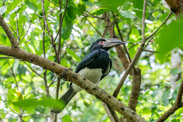 The trumpeter hornbill (Bycanistes bucinator) is a medium-sized hornbill, characterized by a large grey casque on the bill, smaller in females. 
The eyes are brown or red, with pink surrounding skin.