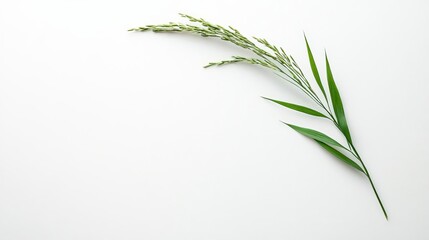Fototapeta premium This serene image showcases a delicate green plant against a minimalistic white background, creating a calming atmosphere perfect for nature themes.