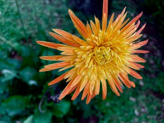 orange dahlia flower