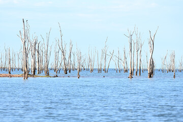 Tote Bäume im Wasser