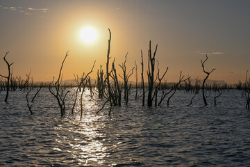 Tote Bäume im Wasser bei Sonnenuntergang