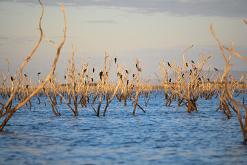 Tote Bäume im Wasser mit Vögeln