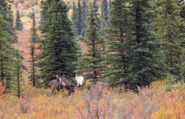 Alaska Yukon Bull Moose in Denali National Park Alaska in Autumn