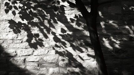 Naklejka premium Shadow Play: Monochrome Leaves Dance on Stone