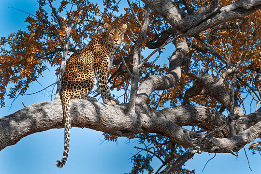 Leopard im Baum sitzend
