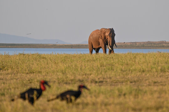 Elefant am See