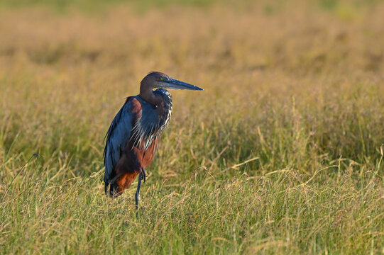 Reiher in einer Wiese