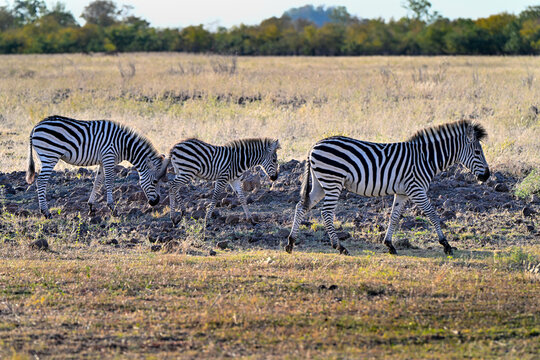 Zebrafamilie