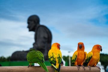 Blue-yellow winged macaw is among the largest bird species It has red body feathers and underwings and is walking on log of wood with  biggest statue of moong  and blue sky background.