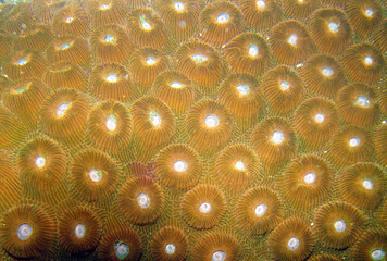 some coral polyps on a reef off the coast of Venezuela