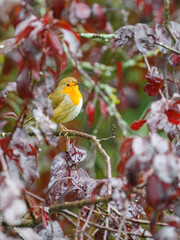European robin redbreast, Erithacus rubecula, in a red plum tree