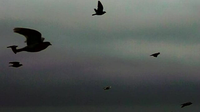a flock of pigeons in the dark sky. Super slow motion 1000 fps.