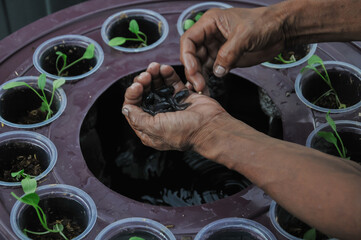 Providing catfish seeds in the Aquaponic system