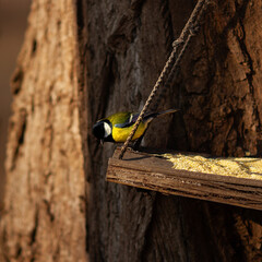 bird on a feeder