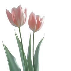 Delicate Pink Tulips