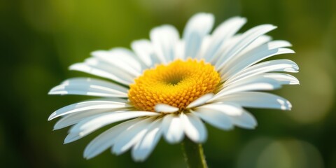 Fototapeta premium A single white daisy blossom with a vibrant yellow center, delicately positioned against a soft, green background.