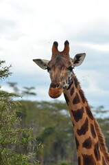 Obraz premium Giraffe, Kenya.