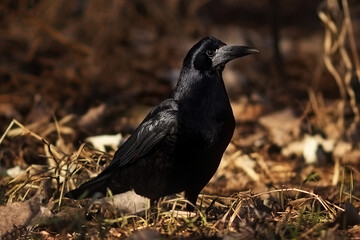 black crow