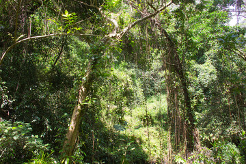 southeast asia forest