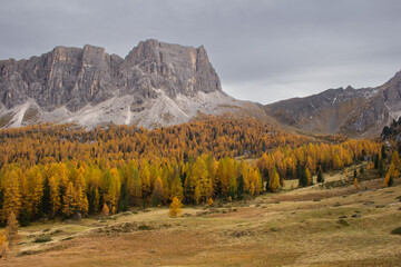 Herbstwald am Passo di Giau, Dolomiten, Italien