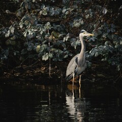 Fototapeta premium Heron by a reflective pond