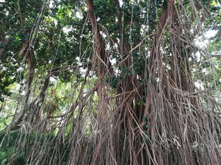 Southeast Asian trees