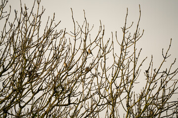 a small flock of skylark (Alauda arvensis) sat high in late autumn tree branches