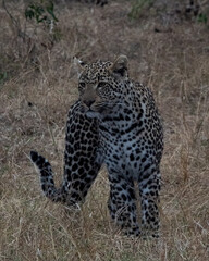 Naklejka premium leopard in the wild during safari in south africa kruger park