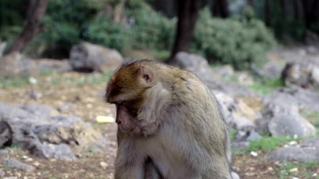Singe assis sur une pierre dans la f&ocirc;ret qui mange
