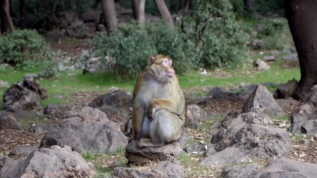 Singe assis sur une pierre dans la jungle qui regarde &agrave; droite en mangeant. 