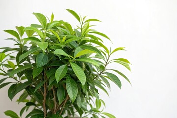 Fototapeta premium a lush green plant with vibrant leaves in a simple white background, showcasing its natural beauty and simplicity, botanical, botany