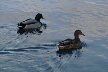 Obraz premium A couple of mallards are swimming together in the sea in sunny autumn day.