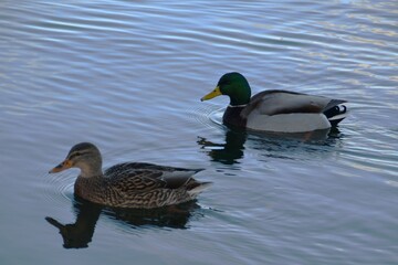 Fototapeta premium A couple of mallards are swimming together in the sea in sunny autumn day.