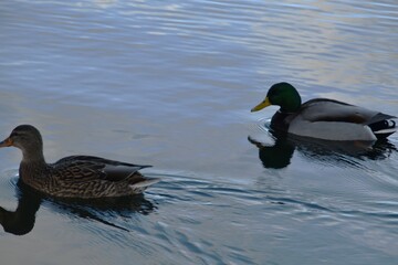 Obraz premium A couple of mallards are swimming together in the sea in sunny autumn day.