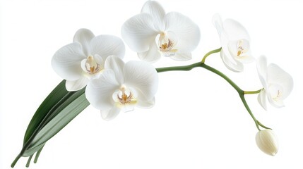 Delicate White Orchid in Full Bloom