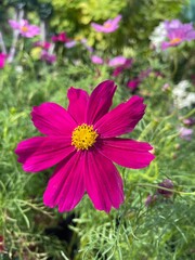 Obraz premium pink cosmos flower