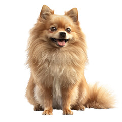 Obraz premium Adorable Pomeranian Dog