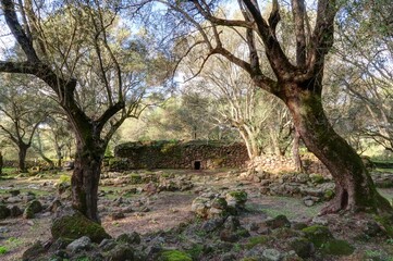 village italien dans les oliviers