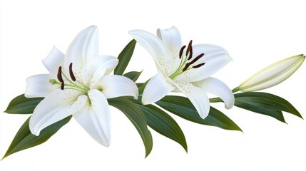 Obraz premium Delicate White Lilies - A Stunning Floral Display