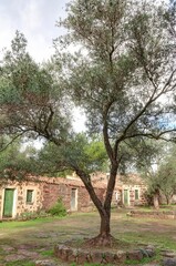 village italien dans les oliviers