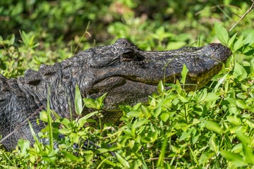 Obraz premium Alligator resting in natural habitat