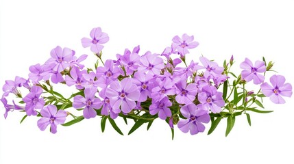 Fototapeta premium Delicate Purple Flowers Bouquet