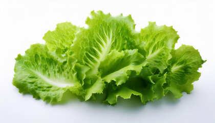green lettuce leaves on white background for salad